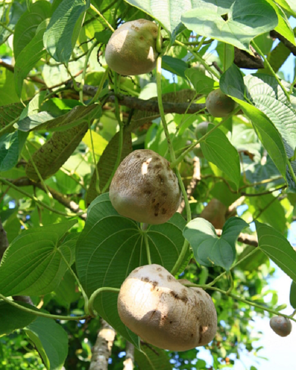 Người ta vẫn xem chúng như một loại thực phẩm có thể ăn được, mặc dù vị của nó rất đắng nhưng nếu đun sôi thì có thể loại bỏ được. Ở các khu vực như Sahara, Nam Thái Bình Dương, Bắc Úc, khoai tây không khí được xem là một loại rau dại độc hại.