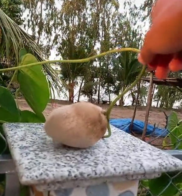 Người thanh niên khẳng định 95% dân mạng sẽ không biết tên gọi của nó. Nó nửa giống khoai, nửa lại như củ sắn. Lạ lùng hơn là nó lại mọc trên giàn dây như một loại quả chứ không phải củ.