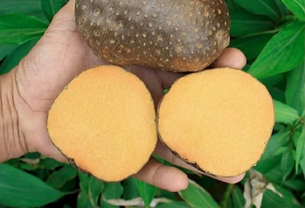 Khoai tây dây có củ to đến 2kg, 3kg thậm chí 4kg. Khoai tây dây có thể trồng ở nhiều loại đất khác nhau, chúng thường xuyên xuất hiện ở đất rừng, là giống cây thân leo cao và tán cây nhanh chóng trưởng thành.