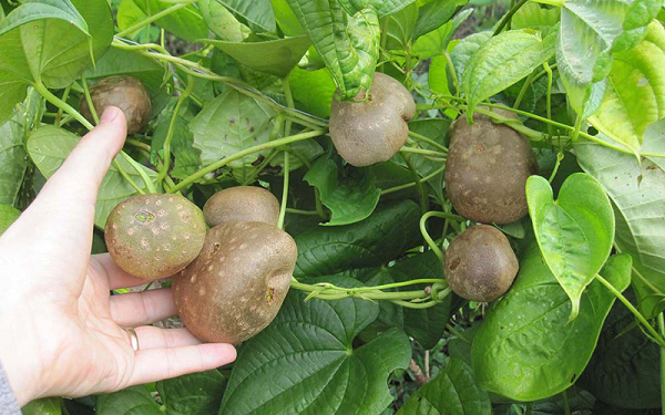 Những năm 1905, giống khoai này được gửi đến Florida (Mỹ) để nghiên cứu như là một cây thuốc và bây giờ nó có thể được tìm thấy ở nhiều nơi trên khắp Florida, Louisiana, Mississippi, Texas, Hawaii, Puerto Rico và ngay cả ở Việt Nam.