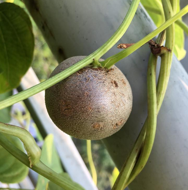 Khó có thể tin được giống khoai tây dây lại mọc ngược theo chiều kim đồng hồ, sau khi dây leo mọc dài ra, chúng sẽ xoắn lại và xoay tròn theo hướng ngược lại.