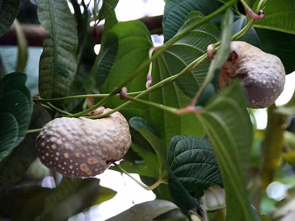 Chúng mọc củ trên dây leo và dưới đất nên thỉnh thoảng một số người nhầm lẫn đây là khoai mỡ. Ngoài ra, nhiều người còn truyền miệng nếu hái trái khoai này và để ở chỗ mát một thời gian lâu thì khi nấu, ăn rất dẻo, khoai cũng có mùi vị riêng.