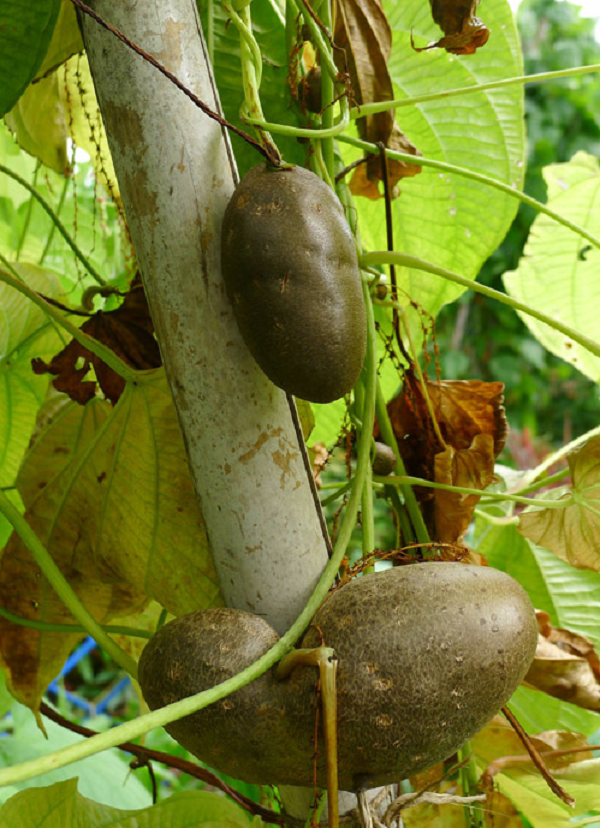 Chúng còn được dán nhãn là một loài xâm lấn phá hủy nhiều giống cây trồng khác, chúng thường phát triển rất nhanh, tốt tới mức gây hại cho thực vật bản địa và làm hỏng hệ sinh thái địa phương.