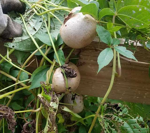 Giống khoai tây dây này giống như một loài khoai dại. Nhìn bề ngoài, chúng có hình dáng khá giống với khoai tây Đà Lạt. Tuy nhiên, nếu để ý kỹ sẽ thấy lớp vỏ bên ngoài của giống khoai này khá cứng, có thể lột ra được, sau đó đến lớp da có màu xanh và gọt lớp màu xanh đó thì có thể sử dụng được.