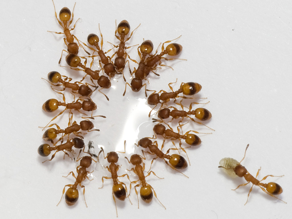 Không chỉ vậy, thay đổi nội tiết tố còn khiến kiến thợ nhiễm sán dây tiết ra mùi hương giống với kiến chúa. Điều này khiến những con kiến khác trong tổ bắt đầu nhầm tưởng mình đang phục vụ một nữ hoàng.