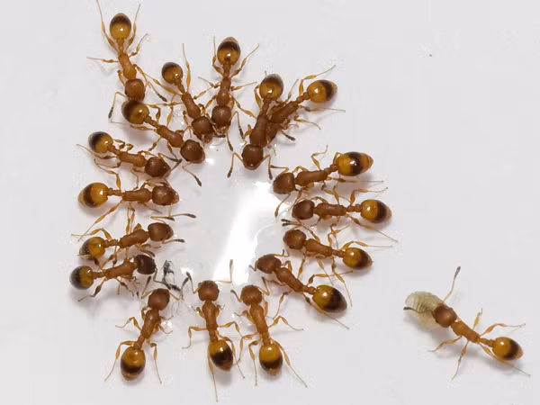 Không chỉ vậy, thay đổi nội tiết tố còn khiến kiến thợ nhiễm sán dây tiết ra mùi hương giống với kiến chúa. Điều này khiến những con kiến khác trong tổ bắt đầu nhầm tưởng mình đang phục vụ một nữ hoàng.