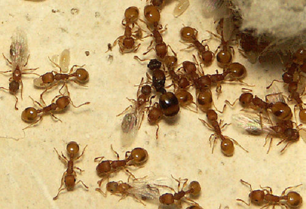 Để tìm hiểu, nhóm chuyên gia tại Đại học Johannes Gutenberg Mainz (Đức) theo dõi 58 đàn kiến trong 3 năm, trong đó có những con nhiễm sán dây. Cuối giai đoạn nghiên cứu, toàn bộ số kiến thợ khỏe mạnh đều đã chết, nhưng 53% kiến nhiễm sán dây vẫn sống.