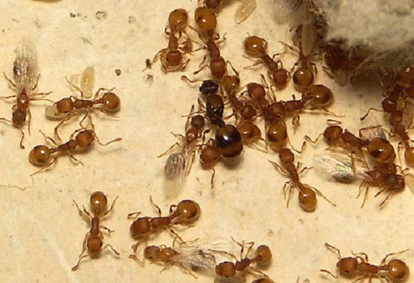 Để tìm hiểu, nhóm chuyên gia tại Đại học Johannes Gutenberg Mainz (Đức) theo dõi 58 đàn kiến trong 3 năm, trong đó có những con nhiễm sán dây. Cuối giai đoạn nghiên cứu, toàn bộ số kiến thợ khỏe mạnh đều đã chết, nhưng 53% kiến nhiễm sán dây vẫn sống.