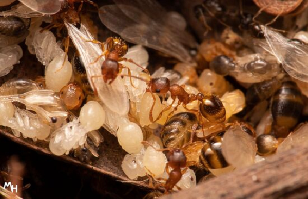 Thông thường, những con kiến thợ Temnothorax có vòng đời ngắn sẽ chết sau vài tháng nở khỏi trứng. Nhưng những cá thể nhiễm sán dây được quan sát thấy đã sống tới vài năm, và có thể còn tiếp tục sống lâu hơn nữa.