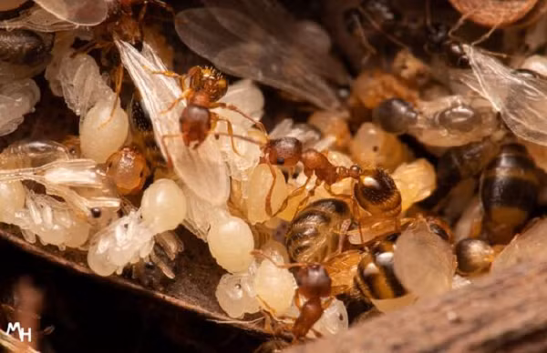 Thông thường, những con kiến thợ Temnothorax có vòng đời ngắn sẽ chết sau vài tháng nở khỏi trứng. Nhưng những cá thể nhiễm sán dây được quan sát thấy đã sống tới vài năm, và có thể còn tiếp tục sống lâu hơn nữa.