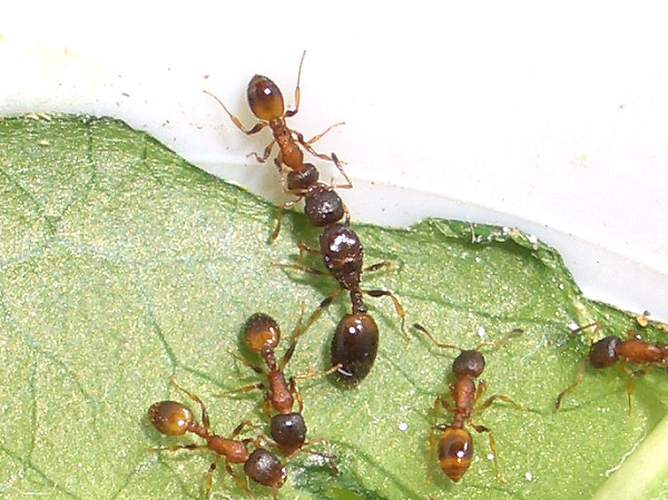 Đôi lúc, chúng còn tỏ ra lười đến nỗi những con kiến thợ khác phải tập trung lại để khiêng con kiến Temnothorax nhiễm sán lên như khiêng kiệu. Chúng được chăm sóc, chải chuốt còn hơn cả kiến chúa thật trong tổ, một hiện tượng chưa từng thấy trong xã hội côn trùng điển hình.