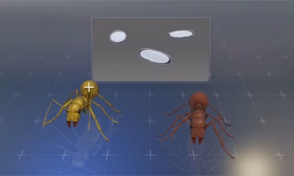 Những con sán này thao túng tuổi thọ của kiến thợ Temnothorax bằng cách tiết ra những chất hóa học có khả năng điều khiển hệ thống nội tiết, miễn dịch và cả gen của vật chủ.