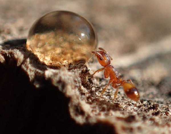 Những con kiến thợ khỏe mạnh thông thường khác có thể chạy trốn chim gõ kiến dễ dàng. Nhưng kiến thợ Temnothorax nhiễm sán dây thì đã bị nuông chiều trở nên lười biếng. Chúng đơn giản không biết chuyện gì đang xảy ra và sẽ bị chim gõ kiến ăn thịt dễ dàng.