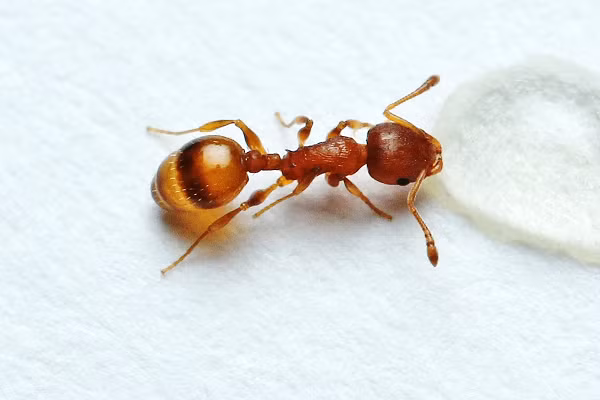 Những con kiến thợ khác cứ mang thức ăn về tổ và để xung quanh kiến thợ Temnothorax nhiễm sán dây. Kiến thợ trường sinh vì vậy chẳng phải làm gì cũng có ăn.