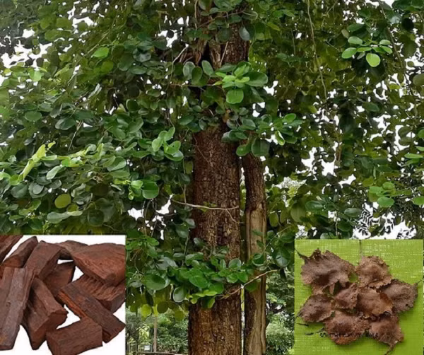 Gỗ đàn hương là cây gỗ quý hiếm được xếp vào nhóm nhất thế giới chỉ sau gỗ đen ở Châu Phi. Cây đàn hương được trồng đầu tiên ở Ấn Độ, đây được xem như là quê hương của cây đàn hương.