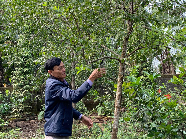 Một cây gỗ đàn hương thực sự sẽ phát triển đến chiều cao khoảng 10 mét, có những chiếc lá giống nhau, đối diện theo cặp trên cành và ký sinh một phần trên rễ của các loài cây khác.