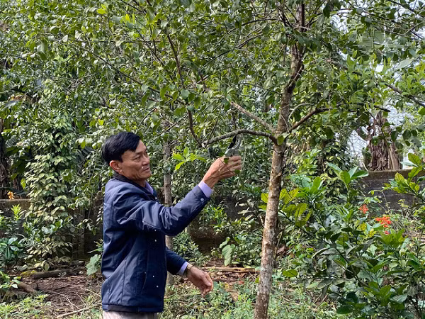 Một cây gỗ đàn hương thực sự sẽ phát triển đến chiều cao khoảng 10 mét, có những chiếc lá giống nhau, đối diện theo cặp trên cành và ký sinh một phần trên rễ của các loài cây khác.