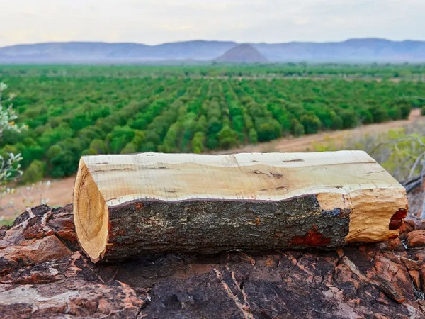 Đàn hương được Ấn Độ coi là cây hoàng gia, ở một số quốc gia còn coi đàn hương quý hơn vàng. Nó được gọi với cái tên là “vàng xanh” không chỉ vì những giá trị của bản thân cây đàn hương mà còn có giá trị, ý nghĩa về tâm linh.