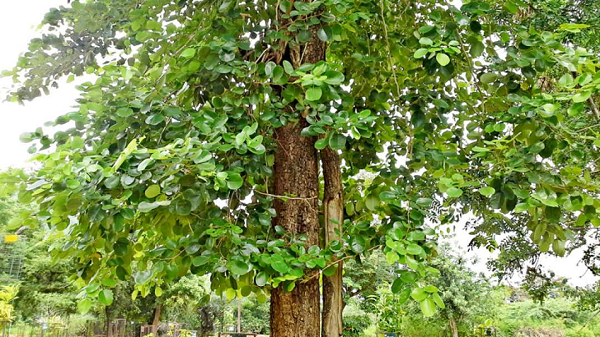 Cây gỗ đàn hương có thể sống ký sinh trên các cây ký chủ khác, rễ con bám chặt vào rễ cái cây chủ bằng các giác mút, hút dinh dưỡng từ cây ký chủ để sinh trưởng và phát triển nên nó còn được gọi là cây gỗ bán ký sinh.