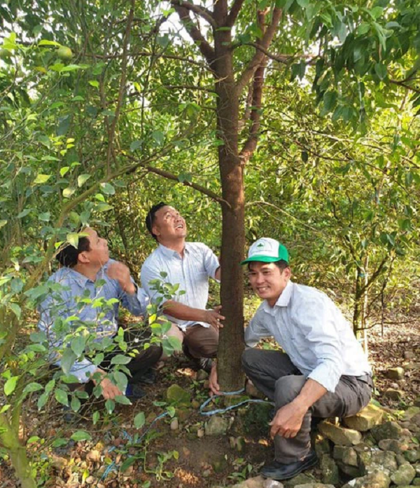 Cả cây và rễ đều chứa một loại tinh dầu thơm màu vàng, được gọi là dầu gỗ đàn hương, mùi hương này vẫn tồn tại trong nhiều năm trong các vật dụng như hộp trang trí, đồ nội thất, v.v.