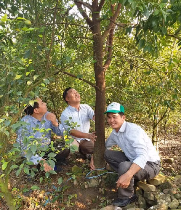 Cả cây và rễ đều chứa một loại tinh dầu thơm màu vàng, được gọi là dầu gỗ đàn hương, mùi hương này vẫn tồn tại trong nhiều năm trong các vật dụng như hộp trang trí, đồ nội thất, v.v.