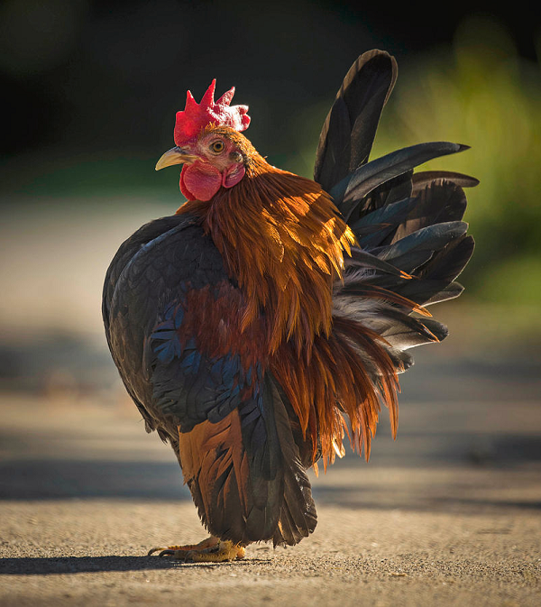 Các cuộc thi đá gà Serama phổ biến ở các nước như Malaysia và Việt Nam. Họ không tập trung vào kích thước của gà mà tập trung vào tư thế, kiểu đi và màu lông của chúng.