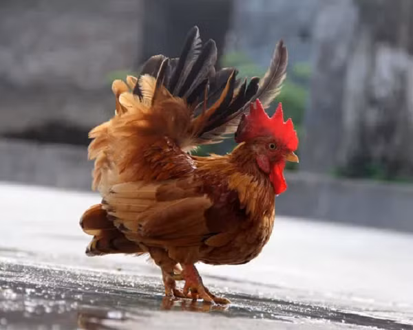 Trọng lượng mỗi con gà Serama thường dưới 500g, nhưng một số con chỉ nặng 250g và được mệnh danh là giống gà nhỏ nhất thế giới.