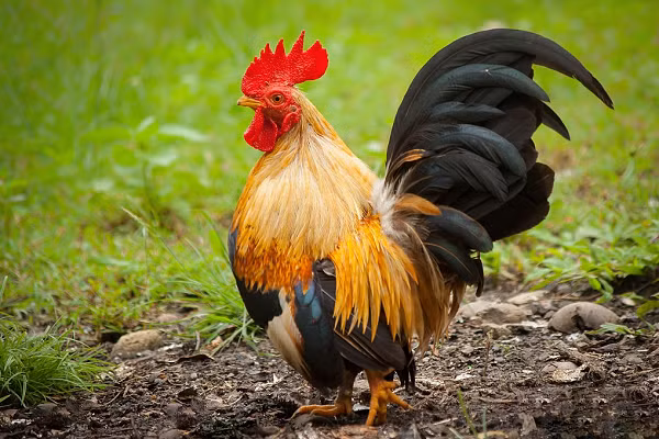 Gà Serama chịu được môi trường sống nóng và lạnh, nơi ở của giống gà này cần đảm bảo khô ráo, tránh ẩm ướt hay bùn. Mỗi năm gà Serama đẻ khoảng 180 - 200 quả trứng, thời điểm sinh sản nhiều nhất từ tháng 11 đến tháng 2.