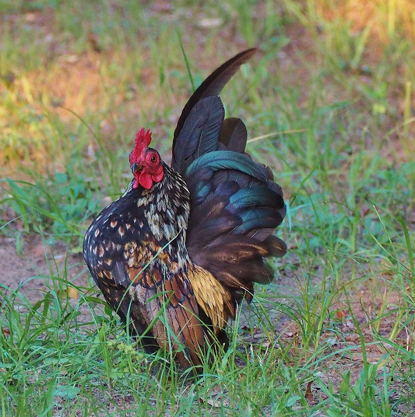 Việc nuôi và chăm sóc giống gà này đòi hỏi kỳ công của người chơi. Vì vậy, giá dao động của một cặp gà Serama thường từ 25-30 triệu đồng. Giá trứng gà 200.000 đồng/quả.