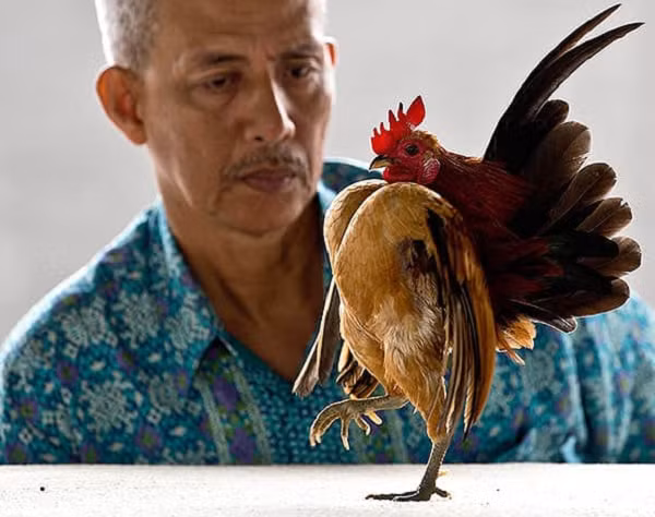 Những vận động viên nhỏ bé này có thể cố gắng hết sức để trông có vẻ oai phong, nhưng chúng không hề hung dữ và là những con vật cưng tuyệt vời.