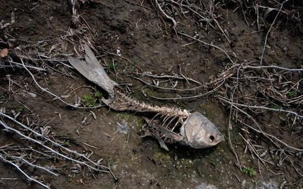 Cuộc đại tuyệt chủng này diễn ra khoảng 30 triệu năm trước, tức đầu thế Oligocen (thế Tiệm Tân, thuộc kỷ Paleogen, tức kỷ Cổ Cận), nhưng có vẻ đã manh mún từ cuối thế Eocen (Thủy Tân).