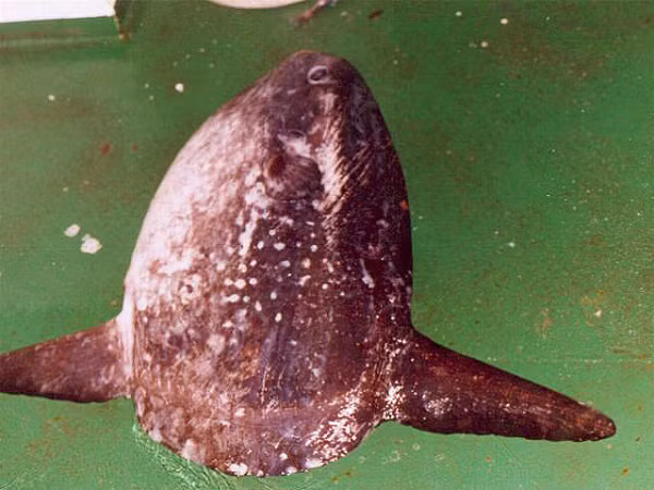 Do cá mặt trời ở vùng nước sâu nên nhiệt độ thấp ở đây có thể ảnh hưởng đến các chức năng thần kinh và thị giác của cá, vì vậy một số nhóm cá đã tiến hóa một cách độc lập với khả năng tự sưởi ấm mắt và não để hạn chế tác động kể trên.