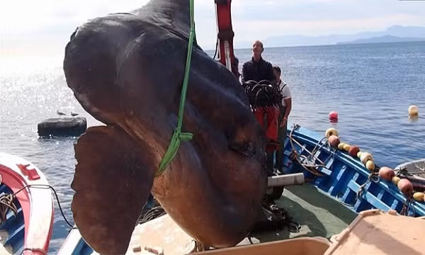 Nhà sinh vật biển Enrique Ostale, Trưởng nhóm thí nghiệm Sinh học Biển của Đại học Seville ở thành phố Ceuta, Tây Ban Nha không thể ngờ mình có thể may mắn bắt được một con " thủy quái".