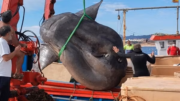 Loài này có phân bố rộng trên toàn thế giới, trong vùng nhiệt đới và các vùng biển ấm, nhưng cá mặt trời phân bố chủ yếu ở các vùng biển nhiệt đới. Về mùa nóng có thể đến vùng ôn đới, thậm chí đến cả hàn đới, khi có thời tiết ấm áp chúng đến cả vùng ôn đới, phía bắc và phía Nam xích đạo.