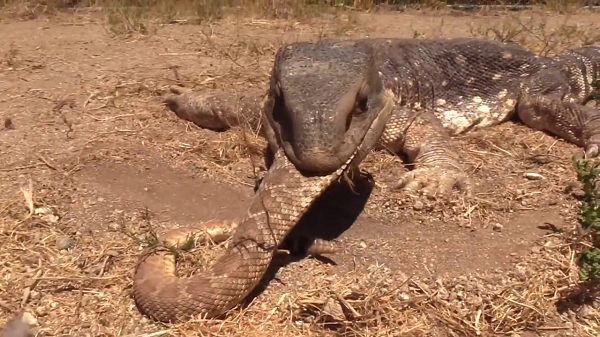 Tuy nhiên, rất có thể, lớp da của kỳ đà cứng và dày khiến răng nanh của rắn hổ mang không thể xuyên qua để bơm nọc độc vào cơ thể. Trong lúc ăn, kỳ đà còn nhắm mắt để rắn hổ mang không thể tấn công vào đó.