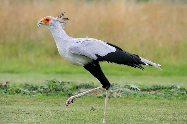 Sở dĩ được gọi "Chim diều ăn rắn" bởi khả năng tuyệt vời của chúng trong việc chế ngự và xơi tái bất cứ con rắn nào bất kể con rắn đó có nọc độc mạnh. Chim diều ăn rắn thường dùng cách giẫm đạp thật mạnh để giết con mồi.