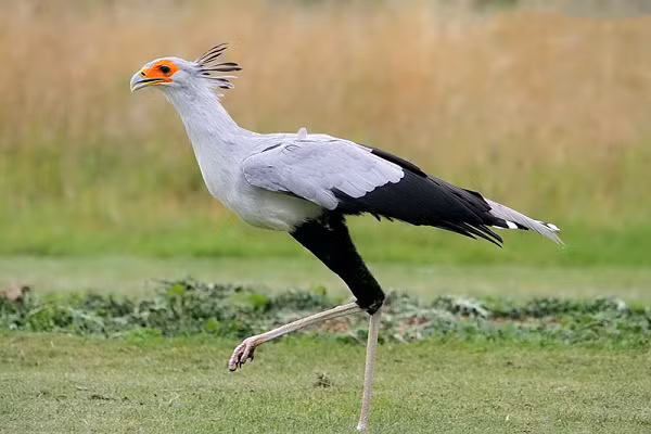 Sở dĩ được gọi "Chim diều ăn rắn" bởi khả năng tuyệt vời của chúng trong việc chế ngự và xơi tái bất cứ con rắn nào bất kể con rắn đó có nọc độc mạnh. Chim diều ăn rắn thường dùng cách giẫm đạp thật mạnh để giết con mồi.