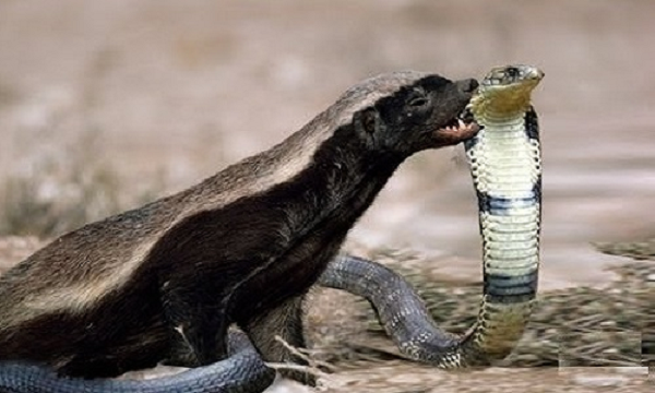 Chúng còn ăn được cả rắn nhờ hệ miễn dịch có thể trung hòa chất độc. Thậm chí, nếu bị rắn hổ mang cắn, lửng mật sẽ hồi sinh lại sau 40 phút và tiếp tục chiến đấu bình thường.