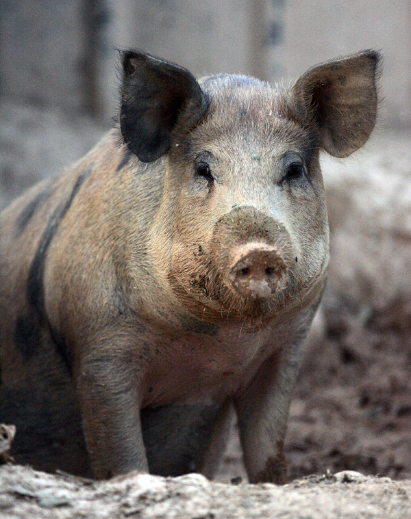 Có nhiều thông tin cho rằng lợn cũng là một trong những khắc tinh của loài rắn, khi gặp hang rắn sẽ không bỏ qua mà đào bắt cho kỳ được. Thậm chí, rắn khi nhìn thấy lợn thì sợ mất vía, chỉ còn biết cuộn tròn lại.