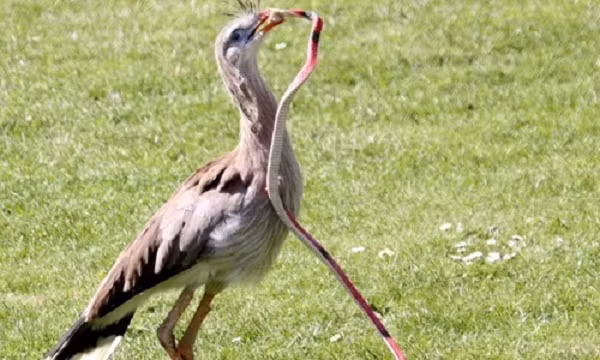 Loài động vật này có thể được nhận ra ngay lập tức vì cơ thể trông giống như đại bàng hoặc chim ưng, nhưng khác là nó có một đôi chân cao lêu khêu như loài sếu, làm cho chiều cao của nó tăng lên đến 1,3m, chiều dài cơ thể loài chim này là 112-150cm, với cái đầu giống như chim ưng cùng với cái mỏ cong.