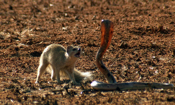 Cầy Mangut là kẻ thù của rắn hổ mang. Chúng thích nhất ăn rắn độc, chất độc của rắn càng lớn, Mangut càng thích ăn. Trong số các loài rắn độc, hổ mang chính là món ăn khoái khẩu nhất của loài cầy này.