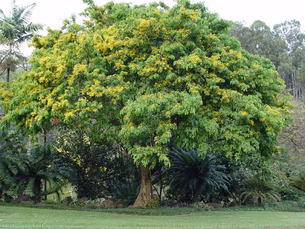Sau khi xẻ đôi khúc gỗ ra, bên trong vân gỗ rất đẹp, thớ gỗ cảm giác rất dai và dẻo, hơn nữa nó có mùi hương rất thơm lan tỏa khắp căn nhà. Đoán là gỗ quý, anh lập tức mời một vị chuyên gia về các loại cây cũng là người cùng làng tới kiểm định.
