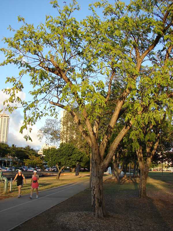 Vì thế rất khó để định giá hay ước lượng giá trị của 1 mét khối gỗ giáng hương mắt chim.