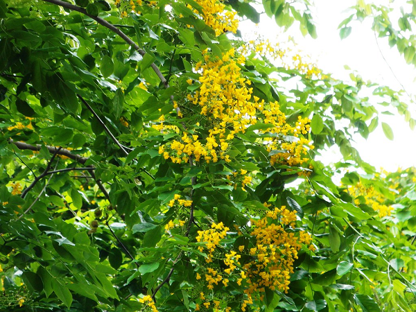 Để định giá gỗ giáng hương mắt chim, chúng ta cần căn cứ vào tuổi và màu sắc gỗ, tuổi càng cao thì màu càng đẹp, giá cũng sẽ nâng lên.