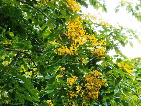 Để định giá gỗ giáng hương mắt chim, chúng ta cần căn cứ vào tuổi và màu sắc gỗ, tuổi càng cao thì màu càng đẹp, giá cũng sẽ nâng lên.