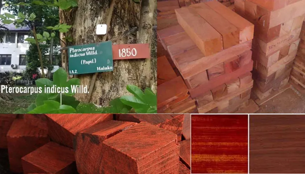 Vừa trông thấy khối gỗ, chuyên gia khấp khởi ra mặt và chúc mừng gia đình anh Kiến đã tìm thấy thứ còn đáng giá hơn cả vàng. Khối gỗ này là loại gỗ giáng hương mắt chim, là loại gỗ quý có giá trị rất cao.