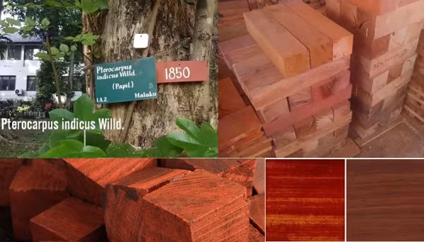 Vừa trông thấy khối gỗ, chuyên gia khấp khởi ra mặt và chúc mừng gia đình anh Kiến đã tìm thấy thứ còn đáng giá hơn cả vàng. Khối gỗ này là loại gỗ giáng hương mắt chim, là loại gỗ quý có giá trị rất cao.