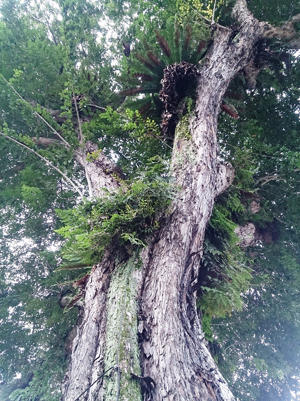 Sau khi nghe chuyên gia nhận định, gia đình anh Kiến vỡ òa hạnh phúc vì không thể ngờ cây cột trụ bị vứt ở xó nhà hóa ra lại là một kho báu có giá trị lớn như vậy. Mời các bạn xem video: Khung cảnh thiên nhiên tuyệt đẹp tại các quốc gia ít dân nhất thế giới. Nguồn: VTC.