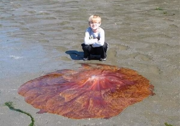 Theo lời anh Adam chia sẻ, chúng trông không giống với thứ gì mà anh từng thấy trước đây. Khi đến gần, anh phát hiện ra rằng chúng là những sinh vật biển.