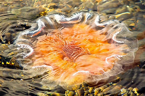 Cơ thể của sứa bờm sư tử là một khối tròn mềm, có màu hung đỏ. Chúng tự vệ bằng cách dùng những tua dài quất vào đối phương.